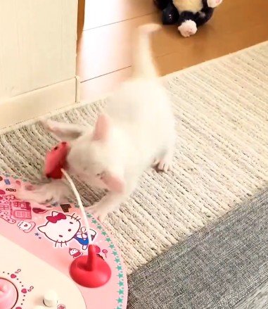 出所：@user5252430348026