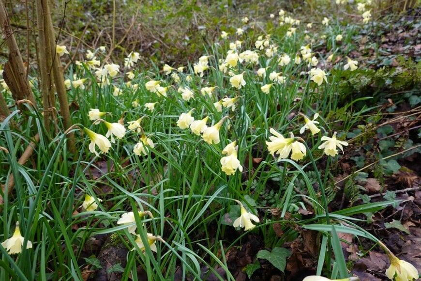 クリーム色の花を咲かせている、スイセン