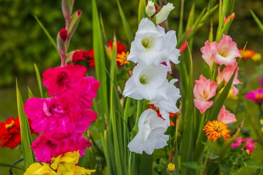 グラジオラスの花。色は赤、白、オレンジ