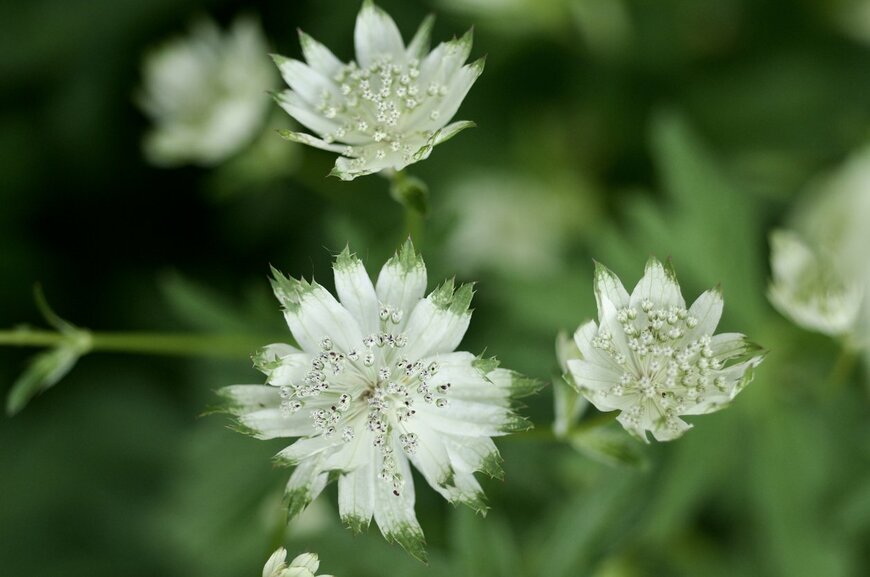 白いアストランティアの花が咲いている。
