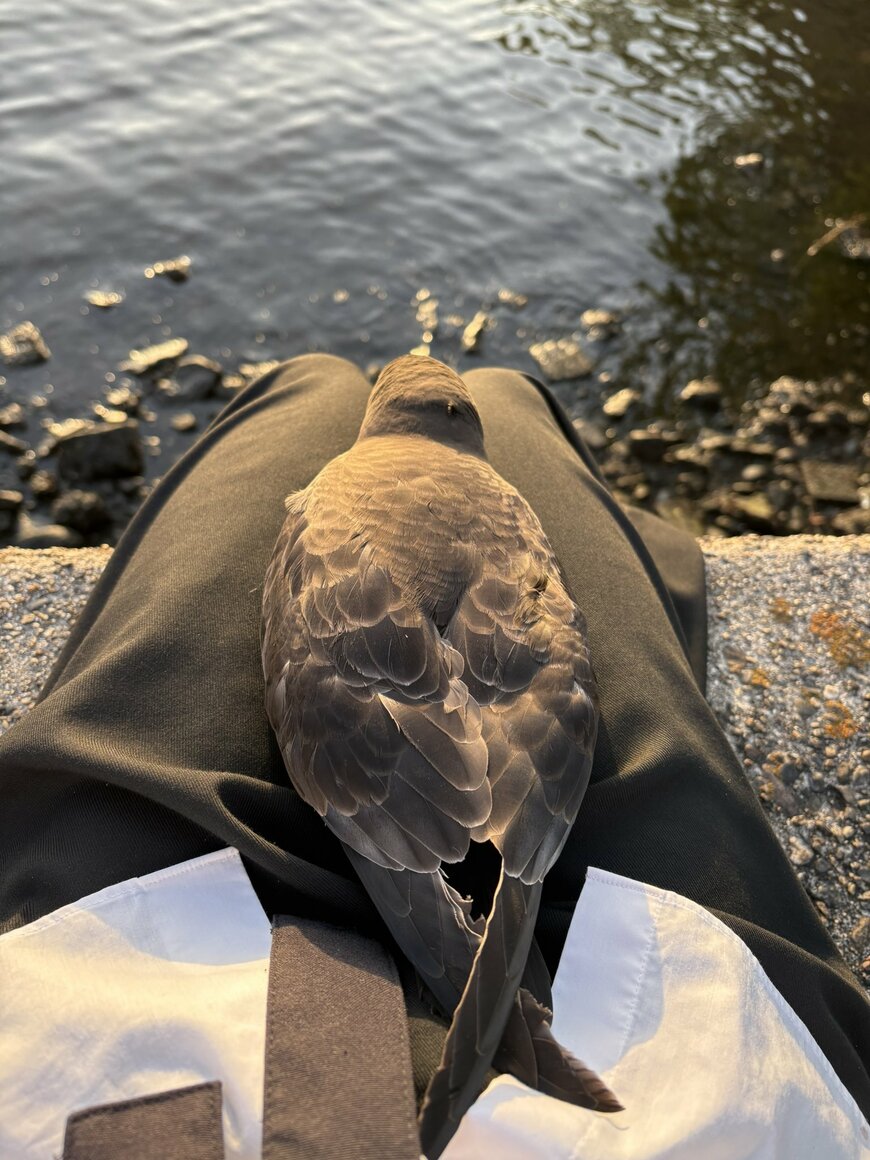 足の上に乗っている野鳥