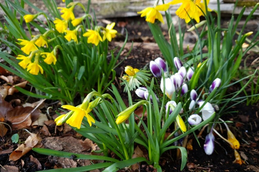 庭に植えられた黄色いスイセン
