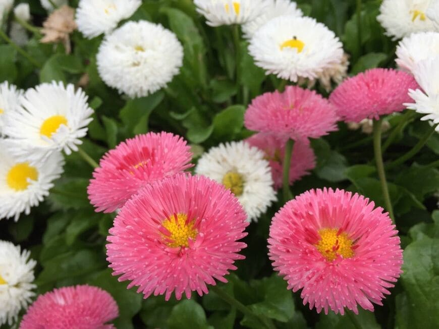 白やピンクの花を咲かせている、デージー