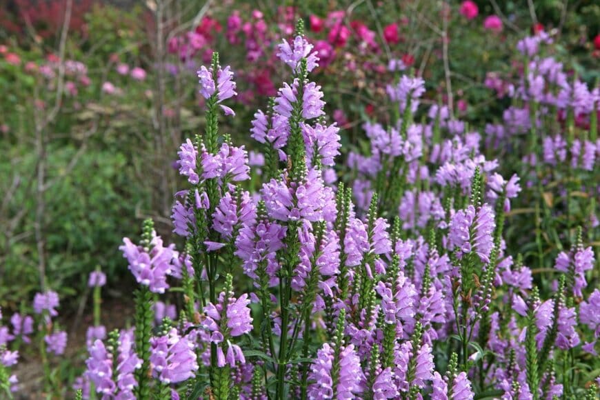 穂状に咲く薄紫の花々