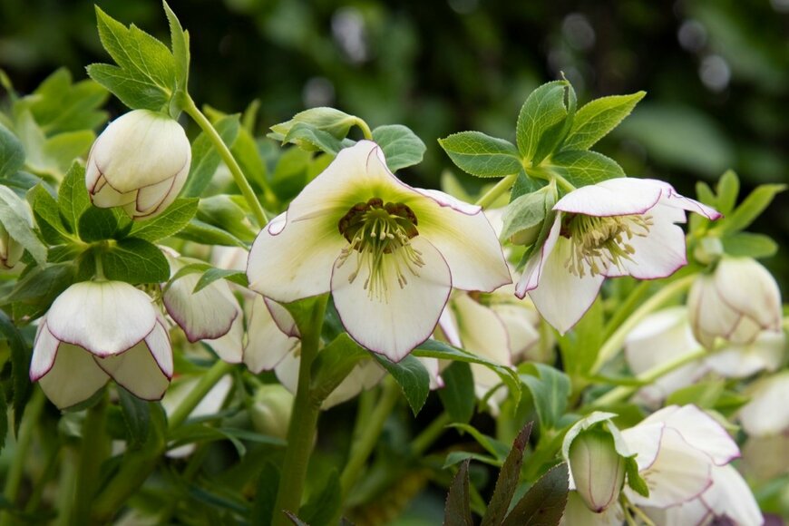 白い花びらの縁が赤い、クリスマスローズの花