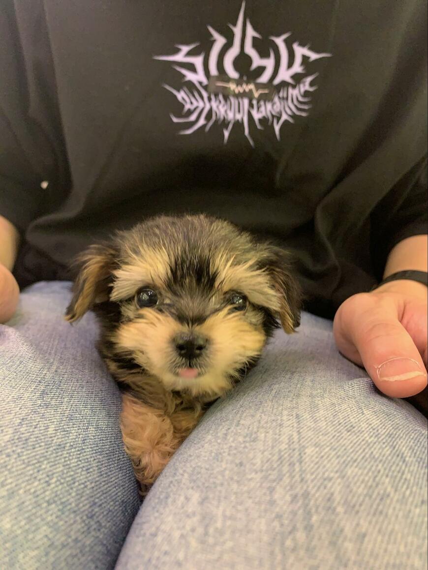 初めて会った時と同じ顔の犬