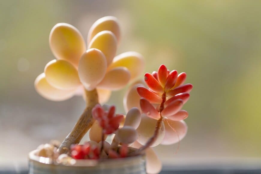 小さな鉢に寄せ植えされている多肉植物