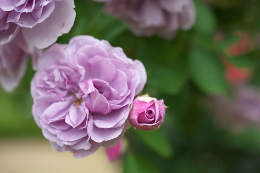 淡い紫色のバラ、レイニーブルーの花