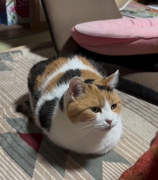 香箱座りをする猫