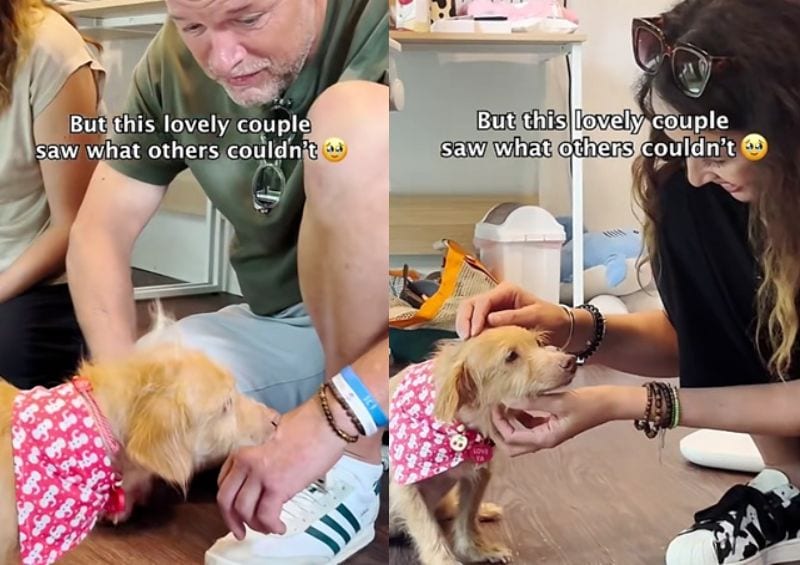 出所：<u><a href="https://www.tiktok.com/@happydoggoniall/video/7649391355424279829" target="_blank">＠happydoggoniall</a></u>