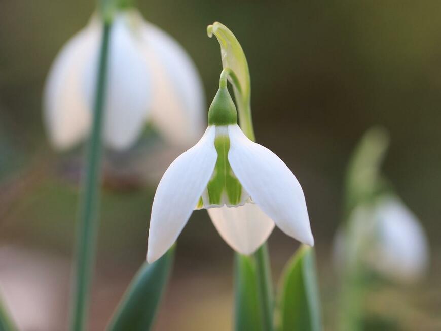 白い小花を下向きに咲かせている「スノードロップ」
