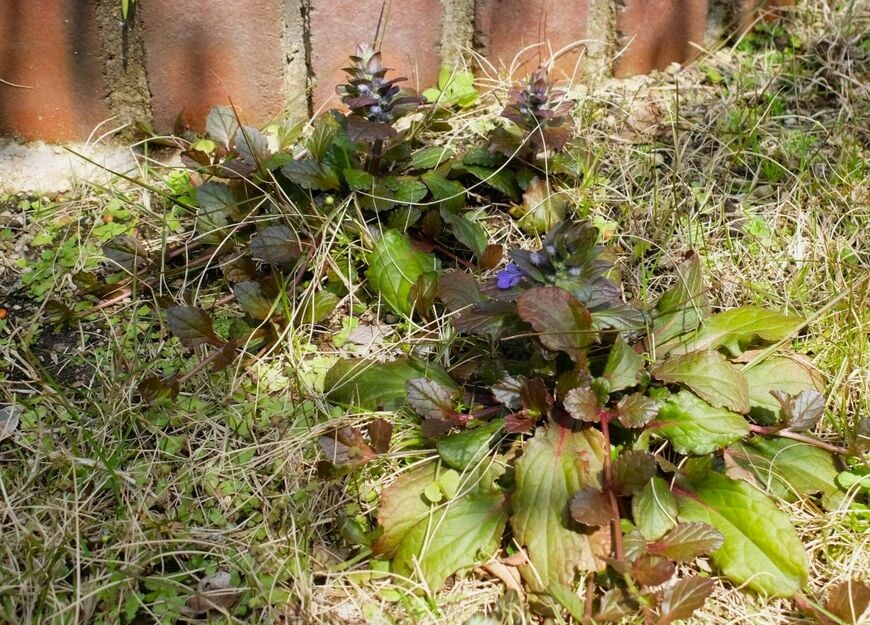紫色のアジュガの花