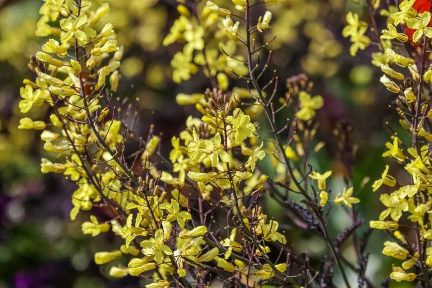 茶色の枝に黄色い花をつけている、ハボタン