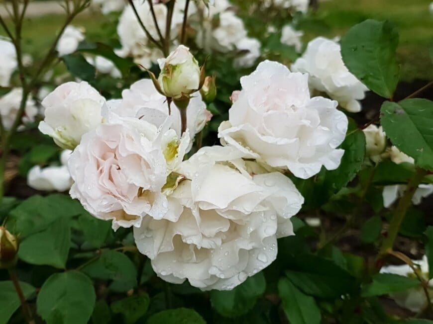 白いイレーネ・オブ・デンマークの花