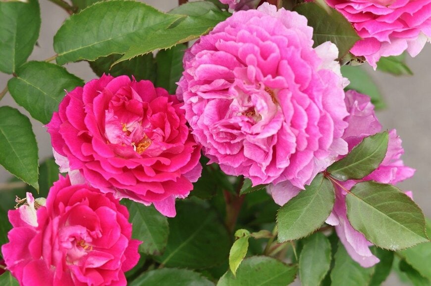 ピンクの花を咲かせている、シェエラザード