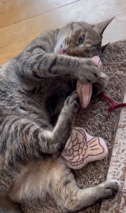 おもちゃで遊ぶ猫