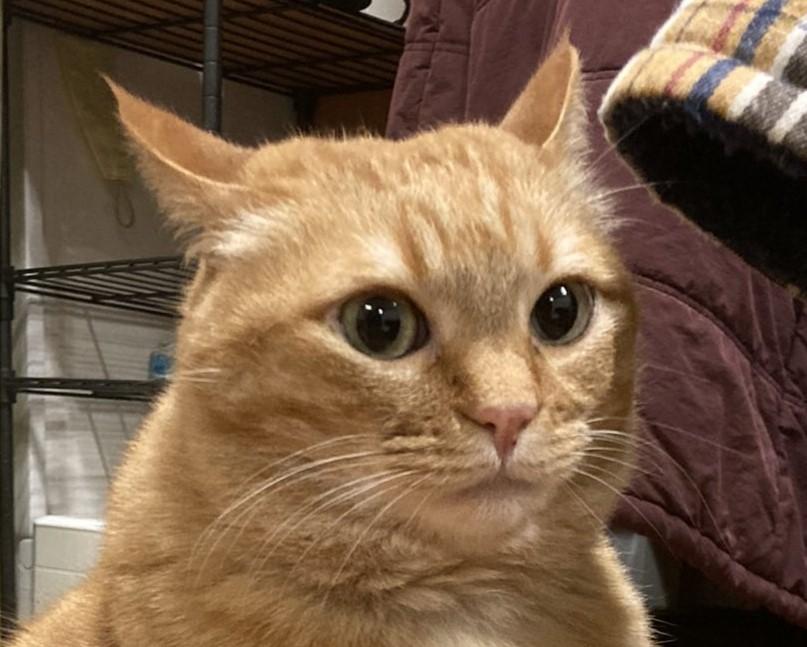 猫のやきもち顔