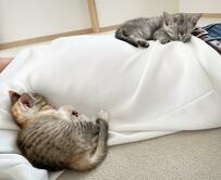 家に来て2日目の子猫達　あまりに警戒心のない安心姿に悶絶の声