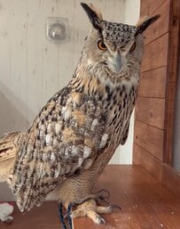 【返事するフクロウ】飼い主が鳥の鳴き真似をして声をかけると…→意外な反応に笑ってしまう