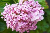 もうすぐ旬！アジサイが映える「寄せ植えの黄金バランス」とは？相性抜群の植物3選《母の日にも》