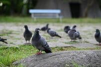 【暑くて】水場に集まった鳩の愛らしい姿　ほっこり癒される状態に「レア！見たことない」