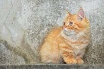 厚生年金の受給額は平均いくらか。男女差約6万円の実態