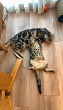 「リモコンがない」と探していたら…猫「許してニャ」まさかの在り処に2万いいね