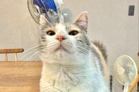 【私じゃなきゃ見逃すね】発見した「猫のかわいすぎる部分」に思わず悶絶　「よく見つけたね」「芸が細かい」