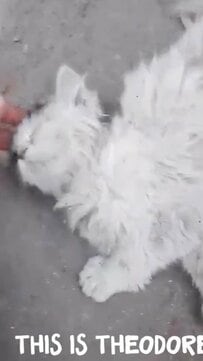【保護猫】捨てられ悲しい目に遭っていた子猫　保護され「自力で食事」をする様子に感動