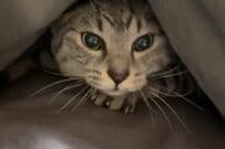 毎朝「困っていることがある」猫の飼い主が話題　まさかの要求に「は？」「こ、これは…困りたい」