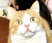 【びっくり顔の猫ちゃん】あまりの目力の強さに目が離せない！？可愛らしい表情にも注目