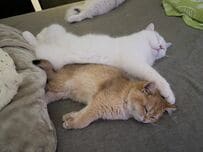 【ビシッ！】甘えん坊な子猫も背筋が伸びる？優しいおじ猫の「指導者」の顔に再生回数3万超！