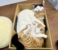 【姉弟ネコ】2匹の寝姿が尊くてほっこり！　抱っこで眠る猫2匹の「幸せそうな寝顔」に大反響【2.2万いいね】