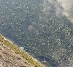 ボーっと眺めていた水面に違和感　こちらを見つめる生物の姿に「怖いし、よく気付いたね」