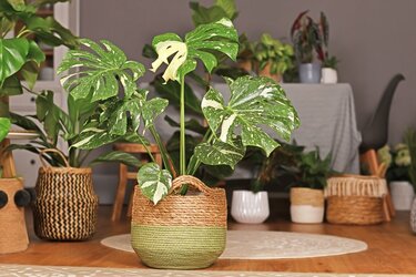 特大モンステラ】存在感バツグン！おしゃれな観葉植物