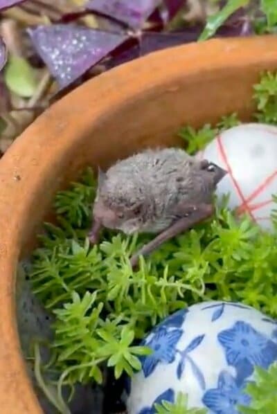 植木鉢の中にいたのは…コウモリ！