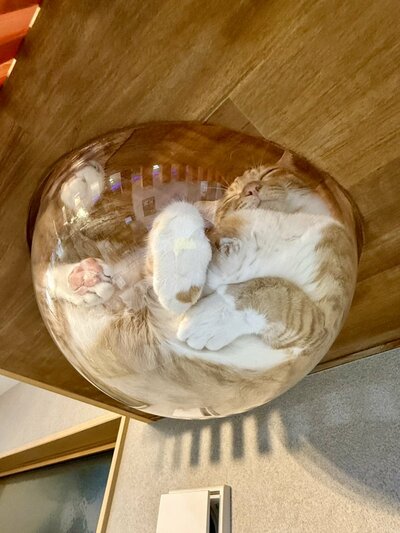 熟睡するきりたんぽちゃんの手を見ると