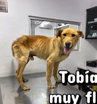 痩せた体を診察台の上で見せる保護当時のトビアス