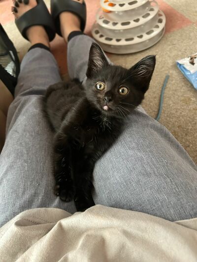 子猫時代の様子