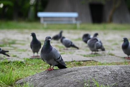 【暑くて】水場に集まった鳩の愛らしい姿　ほっこり癒される状態に「レア！見たことない」