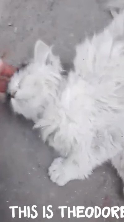 【保護猫】捨てられ悲しい目に遭っていた子猫　保護され「自力で食事」をする様子に感動
