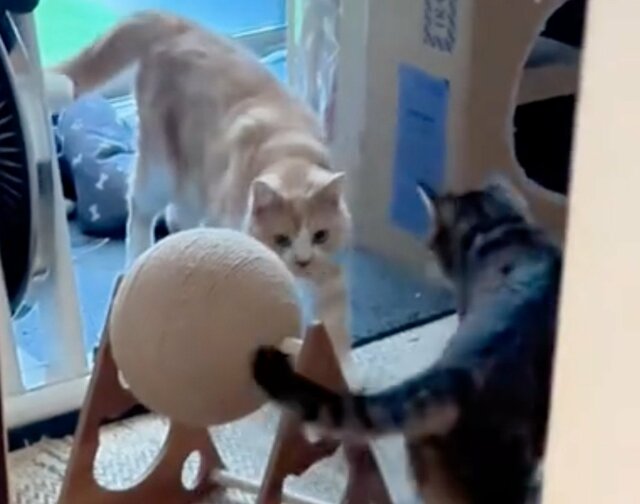 【どうした？】見つめ合う2匹の猫→ニャンプロ開始かと思いきや…その結末に笑ってしまう