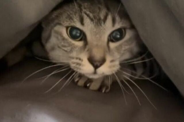 毎朝「困っていることがある」猫の飼い主が話題　まさかの要求に「は？」「こ、これは…困りたい」