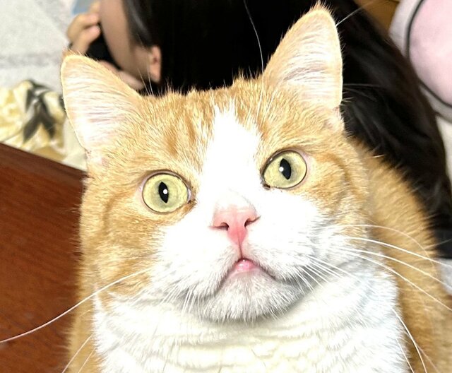【びっくり顔の猫ちゃん】あまりの目力の強さに目が離せない！？可愛らしい表情にも注目