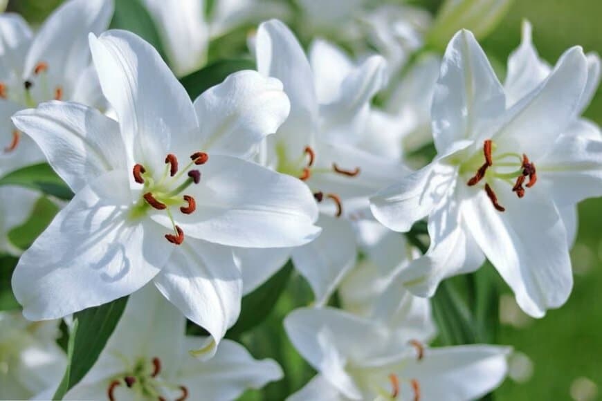 假屋崎省吾 自宅庭で「ヤマユリ」が開花。白の大輪の花がたくさん「粋ですね」「気品があって女王様みたい」「美しく清らか」と反響。アジサイも満開。