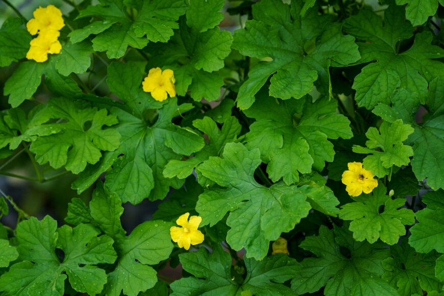 Naohisa goto/shutterstock.com