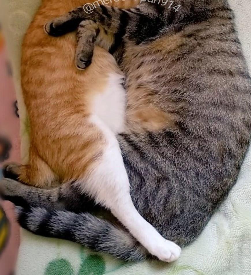 出所：@mero627puri914