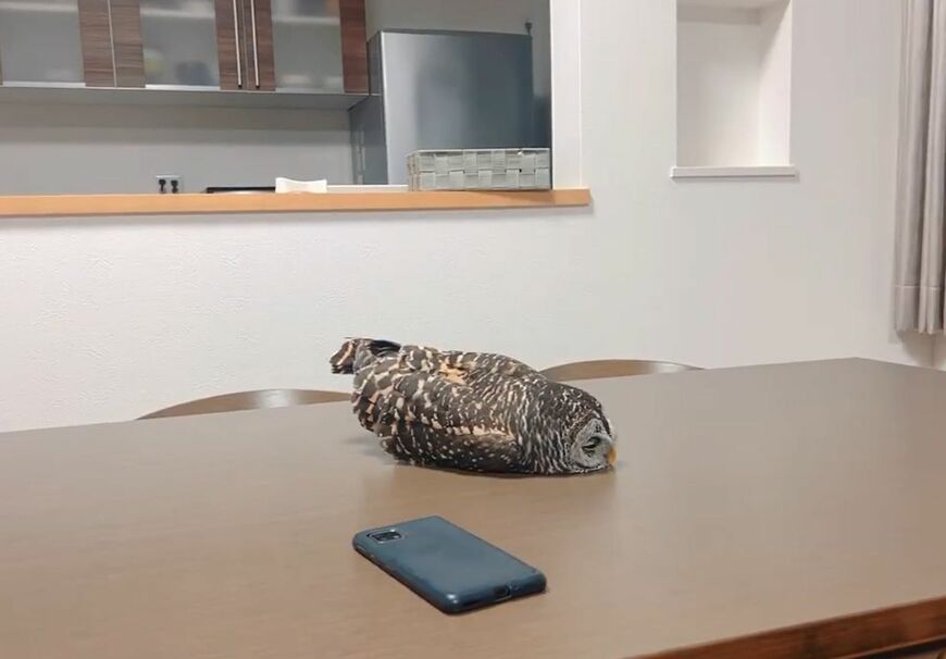 出所：@kanata_akas