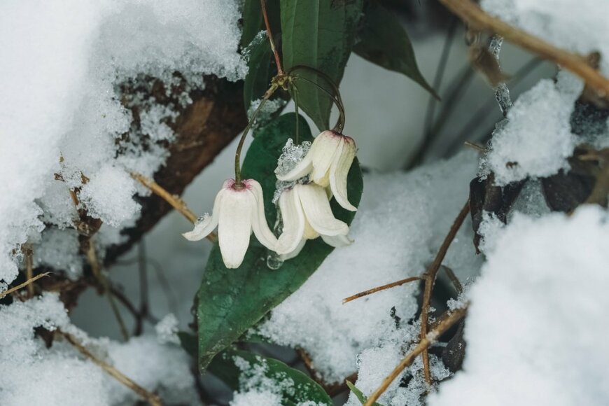 JIANG TIANMU/shutterstock.com