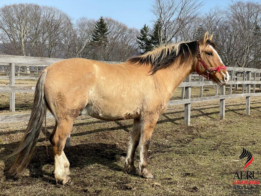 出所：うらかわ優駿ビレッジAERU